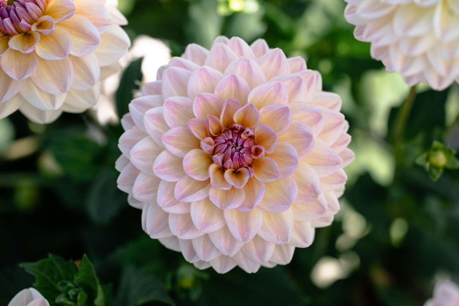 Daalia 'Maya'
